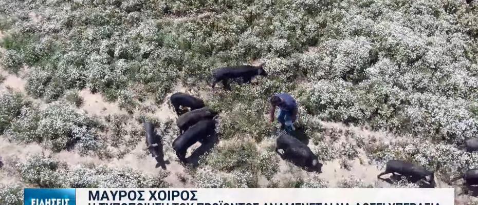 Το ελληνικό «χαμόν» ετοιμάζουν οι εκτροφείς αυτόχθονος μαύρου χοίρου 